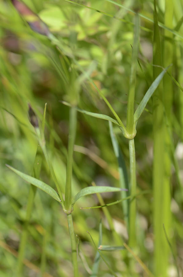 Dianthus superbus / Garofano superbo